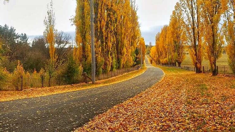 A poplar-tree-lined country road in autumn