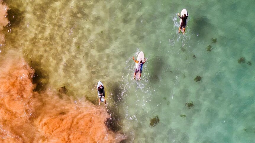 A drone photo of three surfers paddling out.