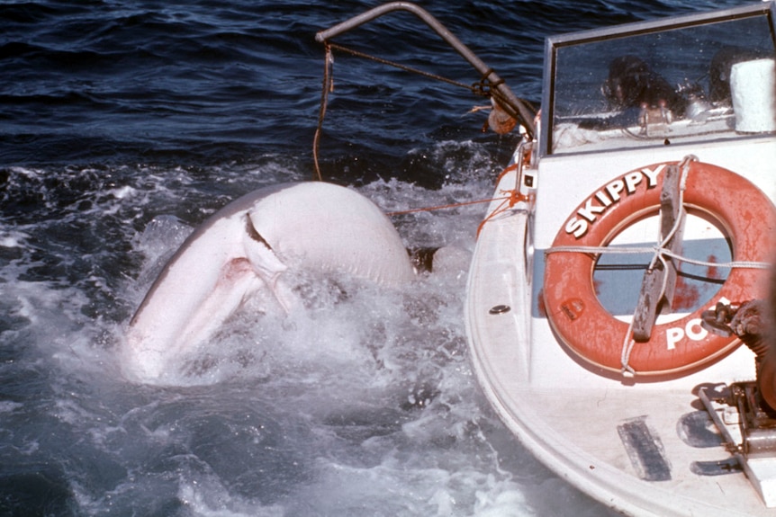 A shark thrashes in the water next to a boat