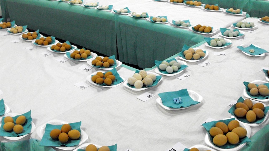 Samples of eggs lined up for judging at the Brisbane Ekka, 2010.