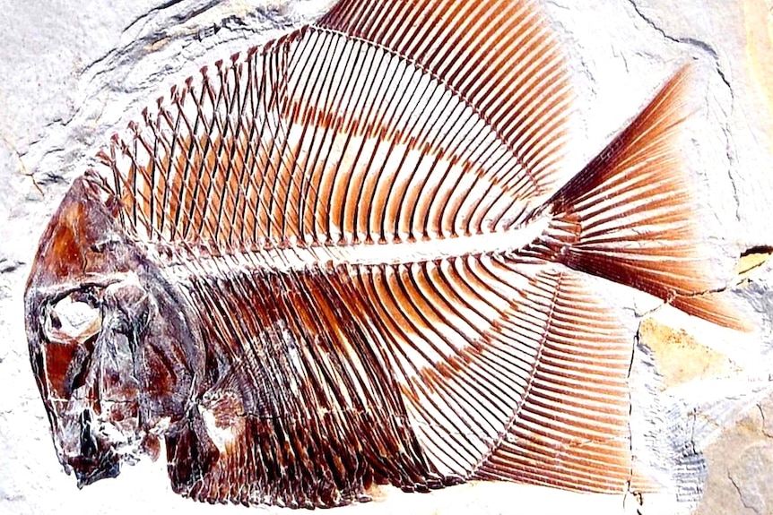 Close up of a fossil fish from Germany