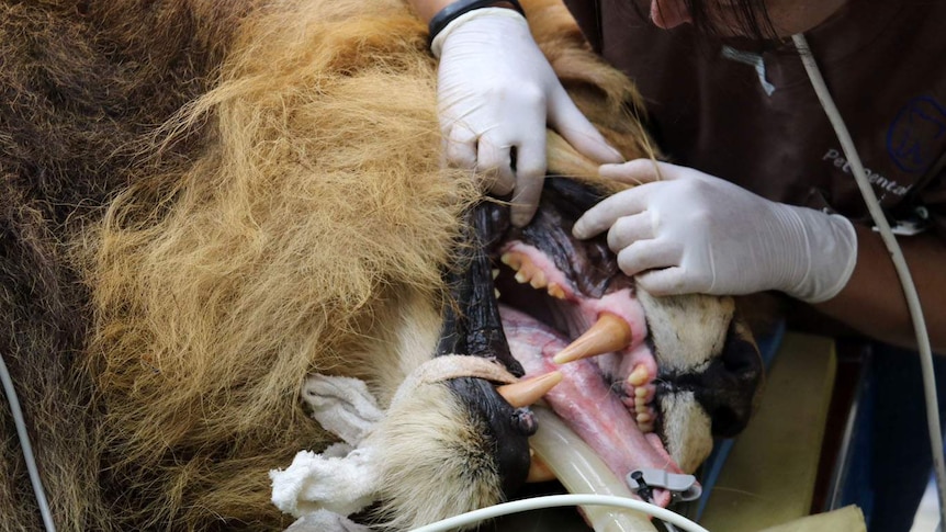 Close up of lion's jaw with teeth bared as veterinarians operate.