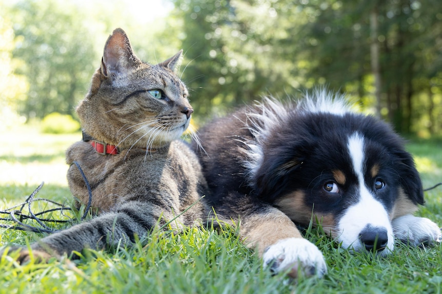 Tabby cat and black, brown and white border collie puppy lying on grass