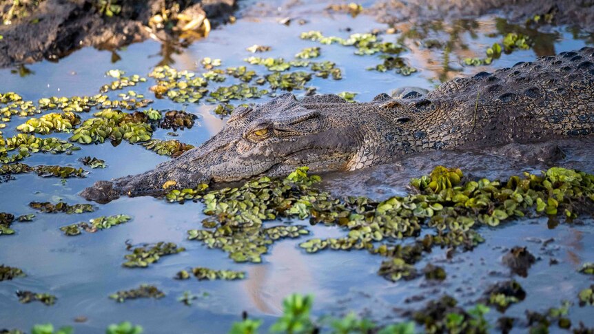 A saltwater crocodile lies in a billabong in Kakadu National Park.
