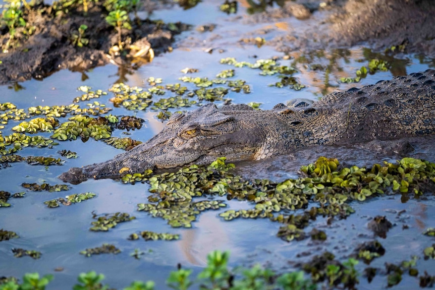 A saltwater crocodile lies in a billabong in Kakadu National Park.