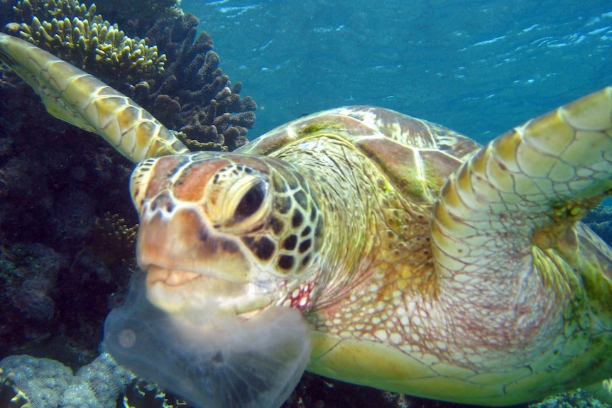 Turtle in water.