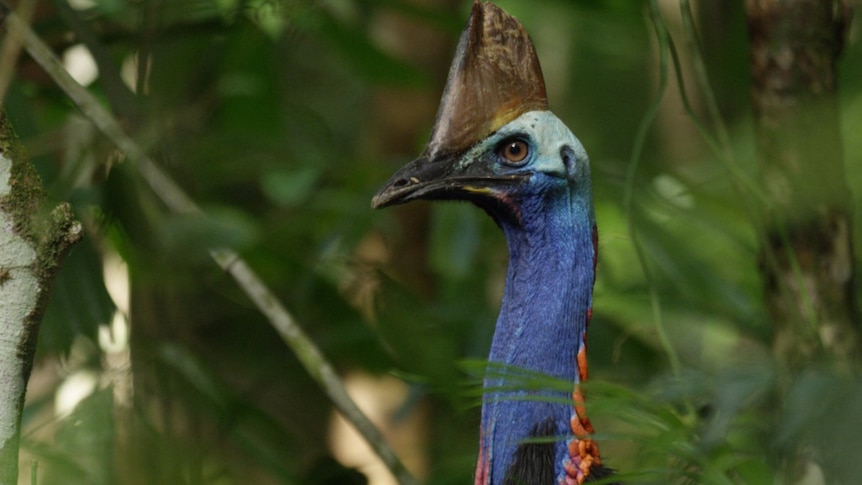 A cassowary looks at the camera