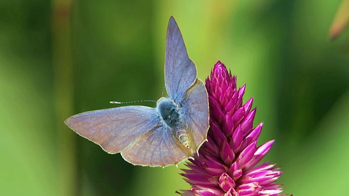 Butterfly sitting on hot pink flower