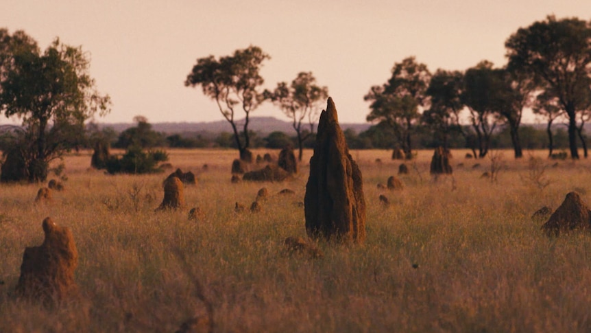 An anthill in an outback landscape at dusk