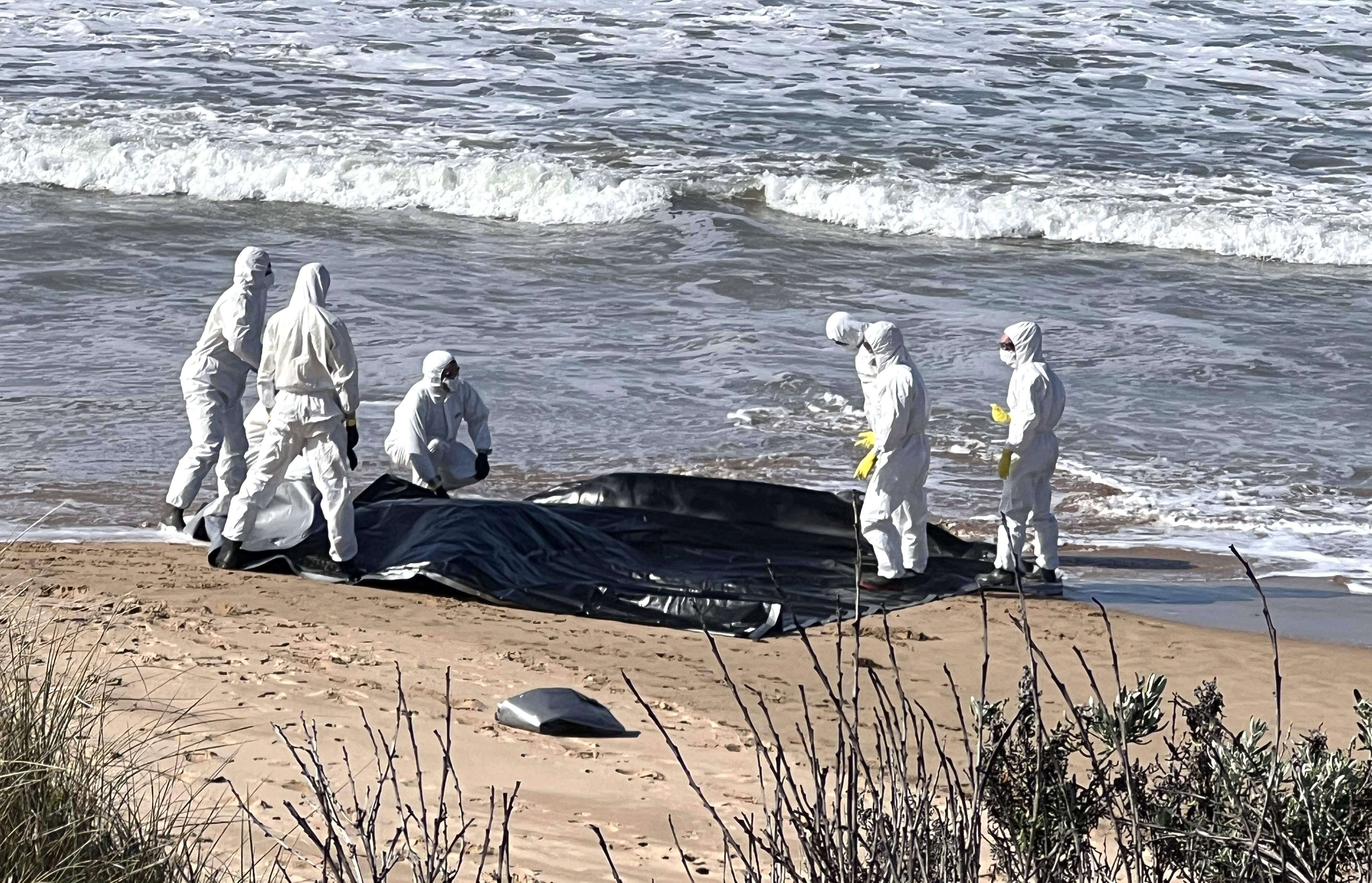 Dead juvenile whale washed up on SA beach to be tested for bird flu
