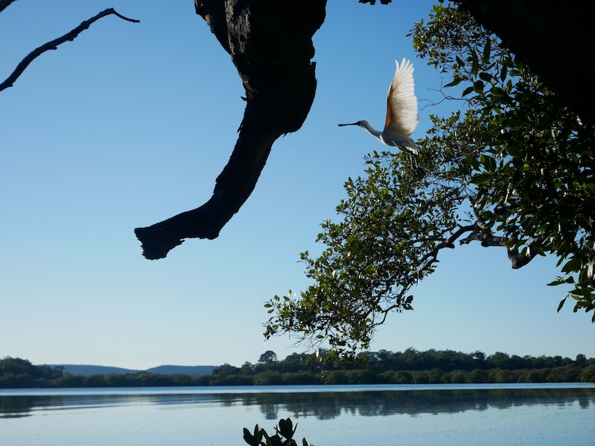 A Spoonbill takes flight off a mangrove tree.
