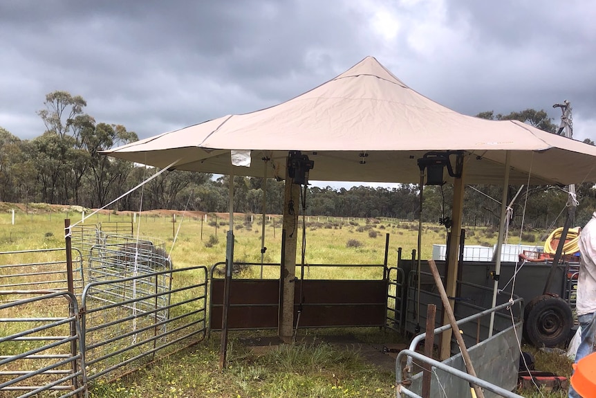 A sheep yard under an umbrella on a remote piece of farm land