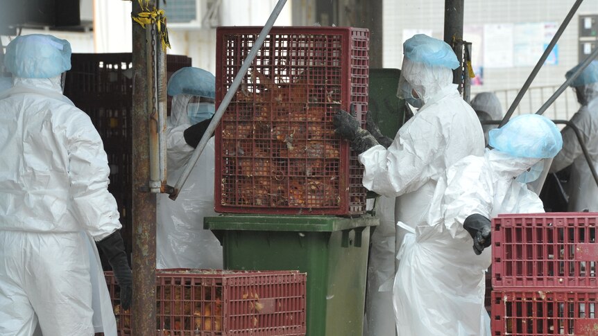 Hong Kong workers handle chickens