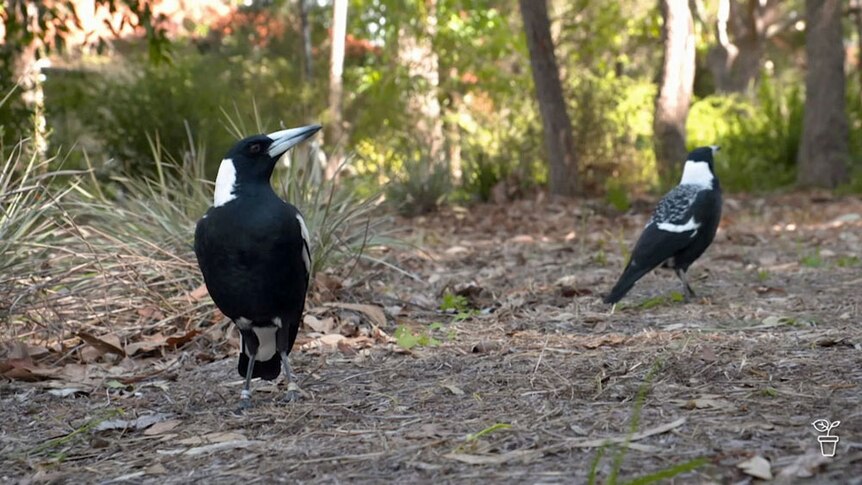 Two magpies walking through a bush garden.