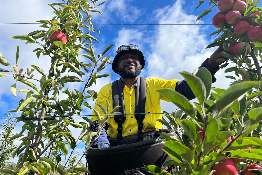 man on ladder picking apples