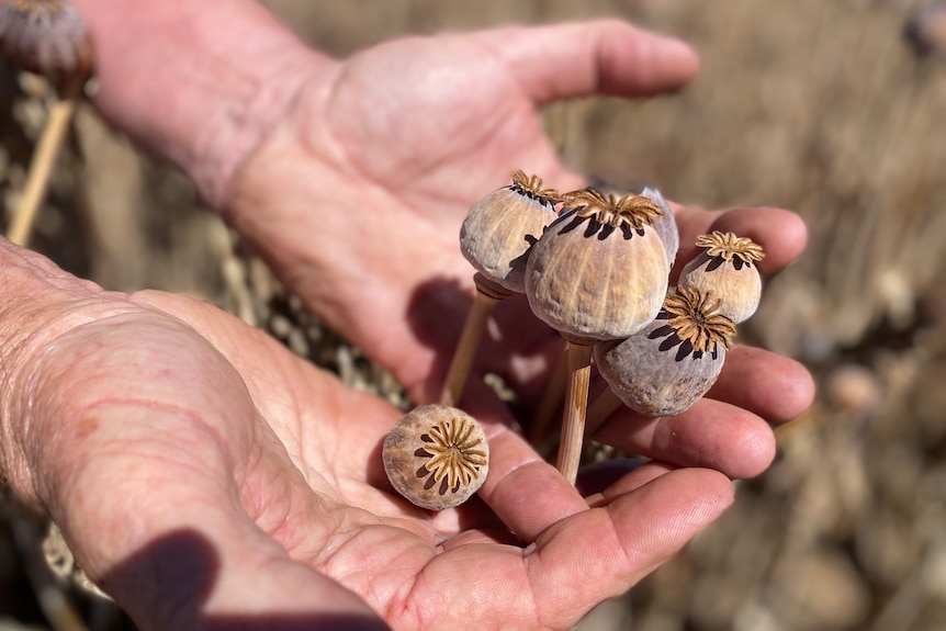 A pair of hands holding poppies.