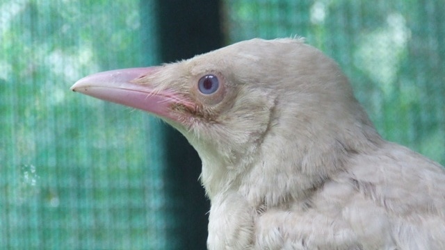 WIRES says rare white crow has high chance of survival - ABC News