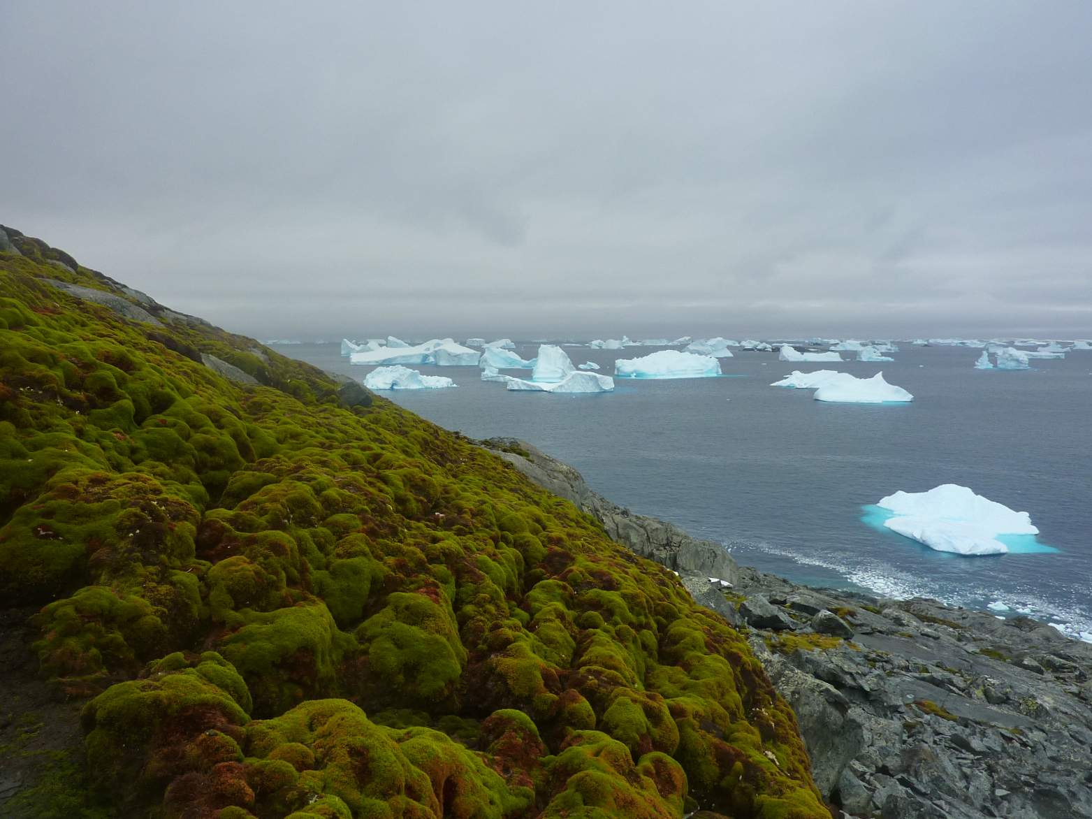 Close up of the hummocky terrain of a moss bank surface, Green Island