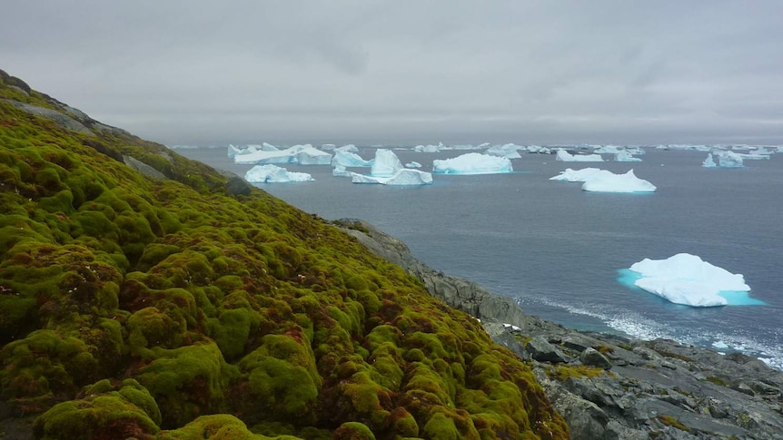 Close up of the hummocky terrain of a moss bank surface, Green Island