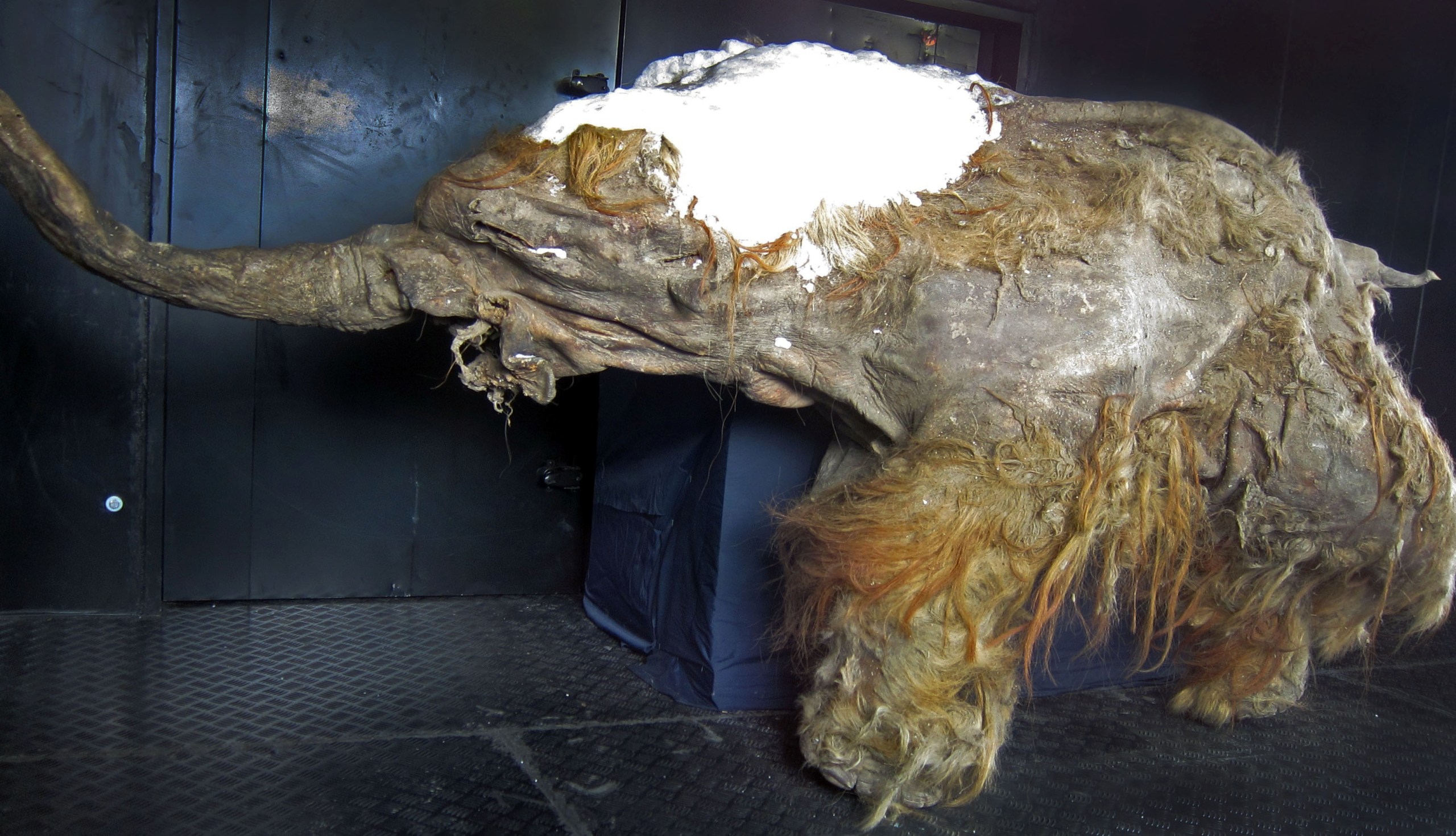 Woolly mammoth mummy