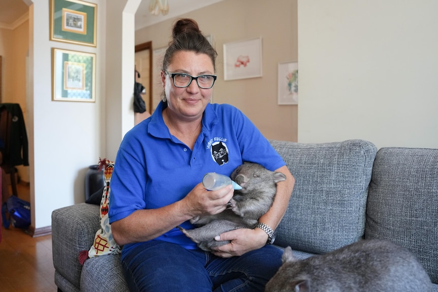 A woman in a blue polo shirt and wearing glasses smiles at the camera as she sits on a couch, bottle-feeding a young wombat..