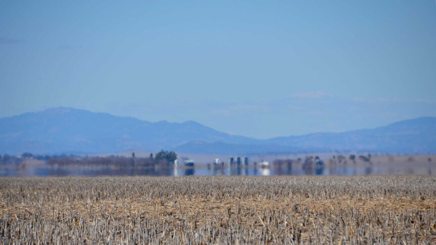 Dry crops around Quirindi