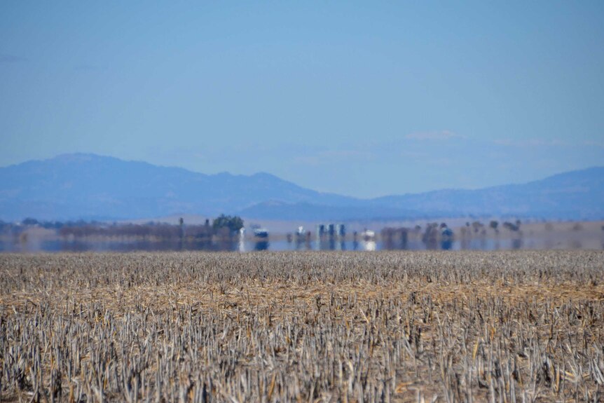 Dry crops around Quirindi