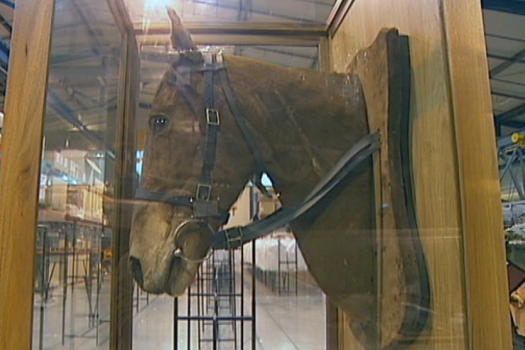 Sandy the horse returned to Australia after great war