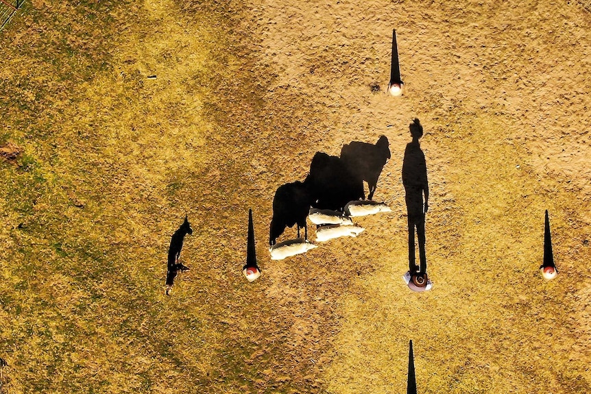 Aerial shot of dogs and sheep on a property with their shadows clear.