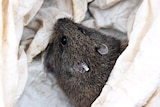 Australian native heath mouse