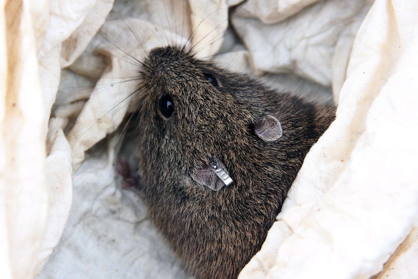 Australian native heath mouse