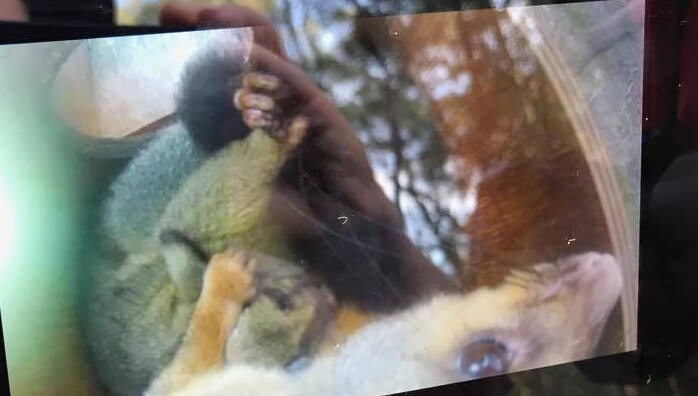 A somewhat blurred video camera view of a mother and baby possum pair in a nesting box.