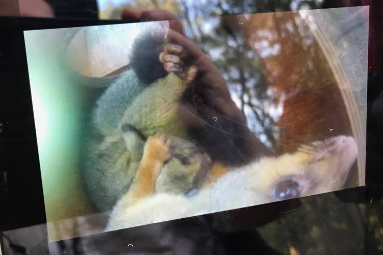 A somewhat blurred video camera view of a mother and baby possum pair in a nesting box.