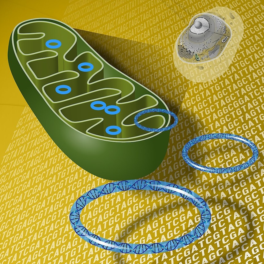 A mitochondrion.