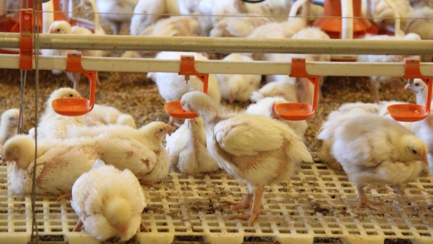 Relief for chicken farmers as country's biggest processors agree to fix unfair contracts