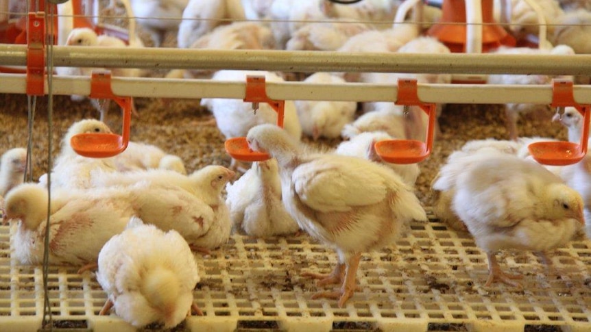 Chickens feeding in a shed