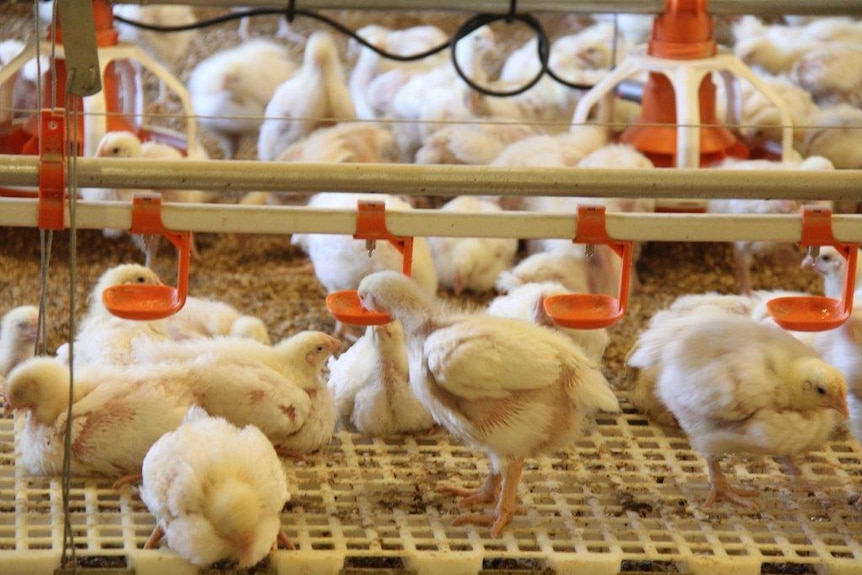 Young chickens in a small enclosure.