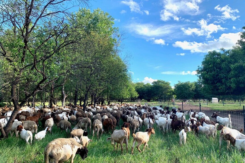 A flock of goats grazing in a sandalwood plantation on a sunny day.