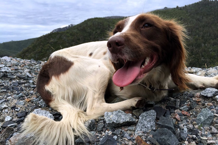 Dottie the sniffer dog helping save endangered mountain pygmy possums