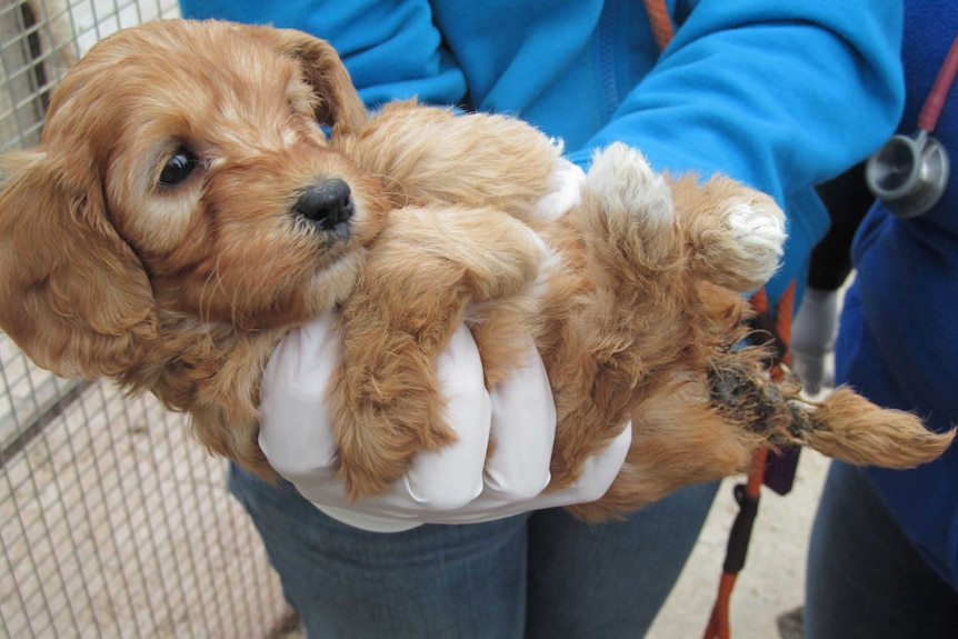 Dog with a damaged tail found at a Pyramid Hill, Victoria,  puppy farm