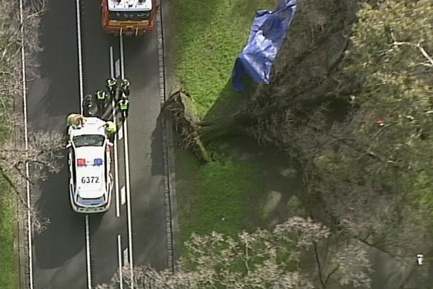 An aerial shot of a police car at the scene of a fallen tree in a park, with a police car and fire truck nearby.
