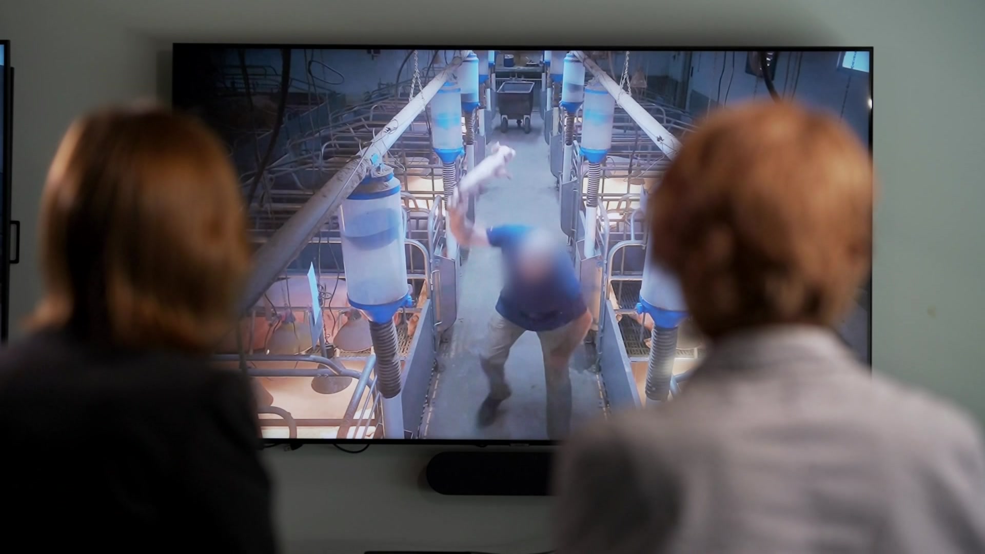 A man throwing a piglet over his head onto concrete. 