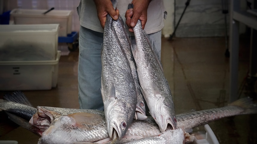 A fish seller holds freshly caught black jewfish in Darwin.