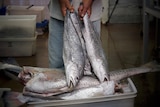 A fish seller holds freshly caught black jewfish in Darwin.