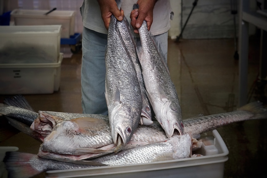 A fish seller holds freshly caught black jewfish in Darwin.