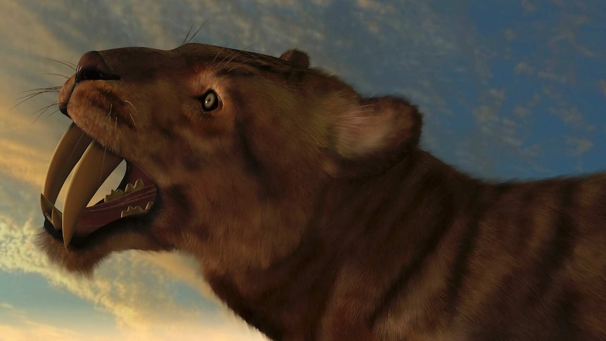 Artists impression of a sabre-toothed cat against the evening sky