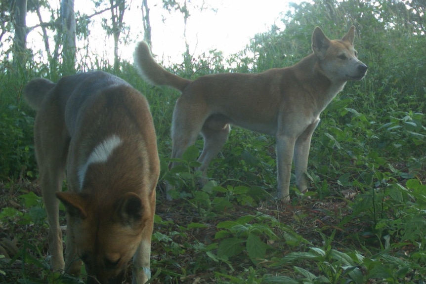 Two ginger wild dogs in the bush.