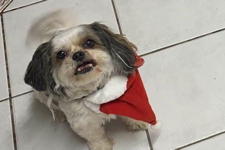 A photo of a little dog wagging its tail, wearing a santa hat, looking up.