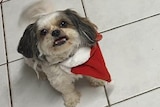 A photo of a little dog wagging its tail, wearing a santa hat, looking up.