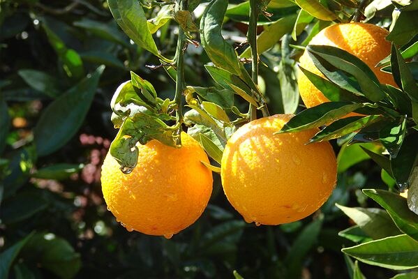 Australian oranges ripening on tree